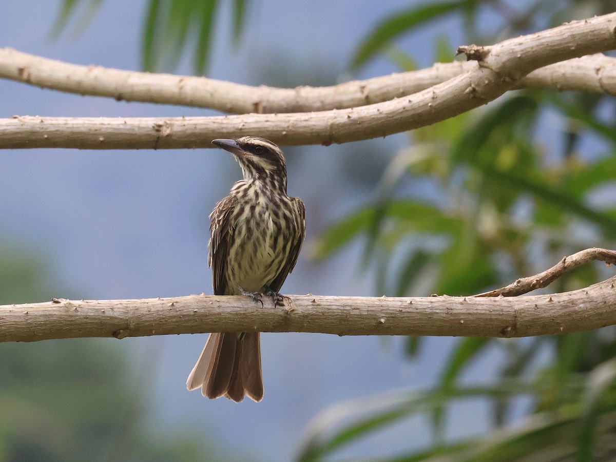 stripetyrann (solitarius) - ML644228955