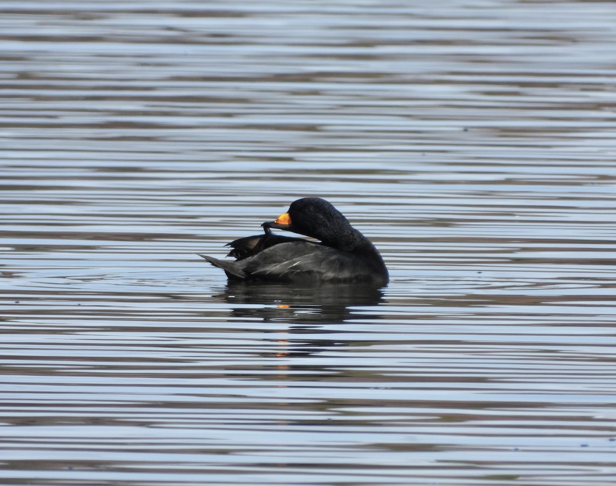 Black Scoter - ML644228958