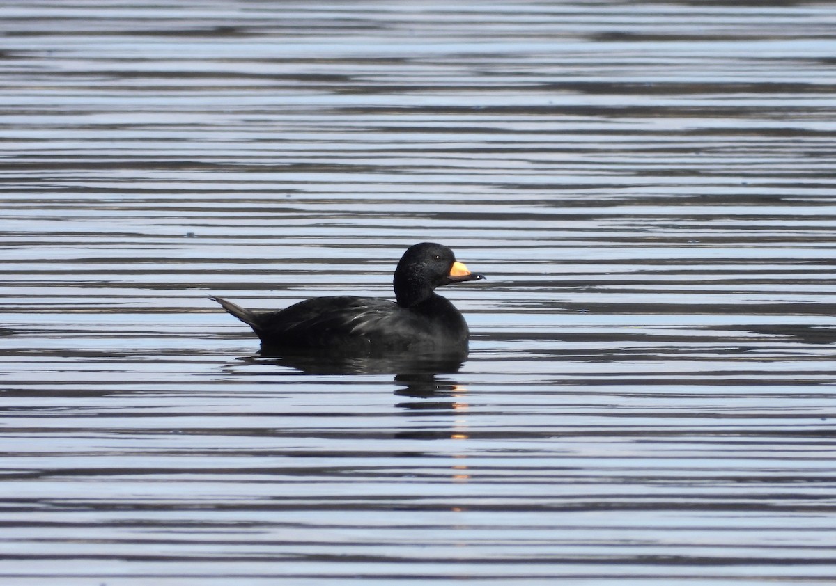 Black Scoter - ML644228959