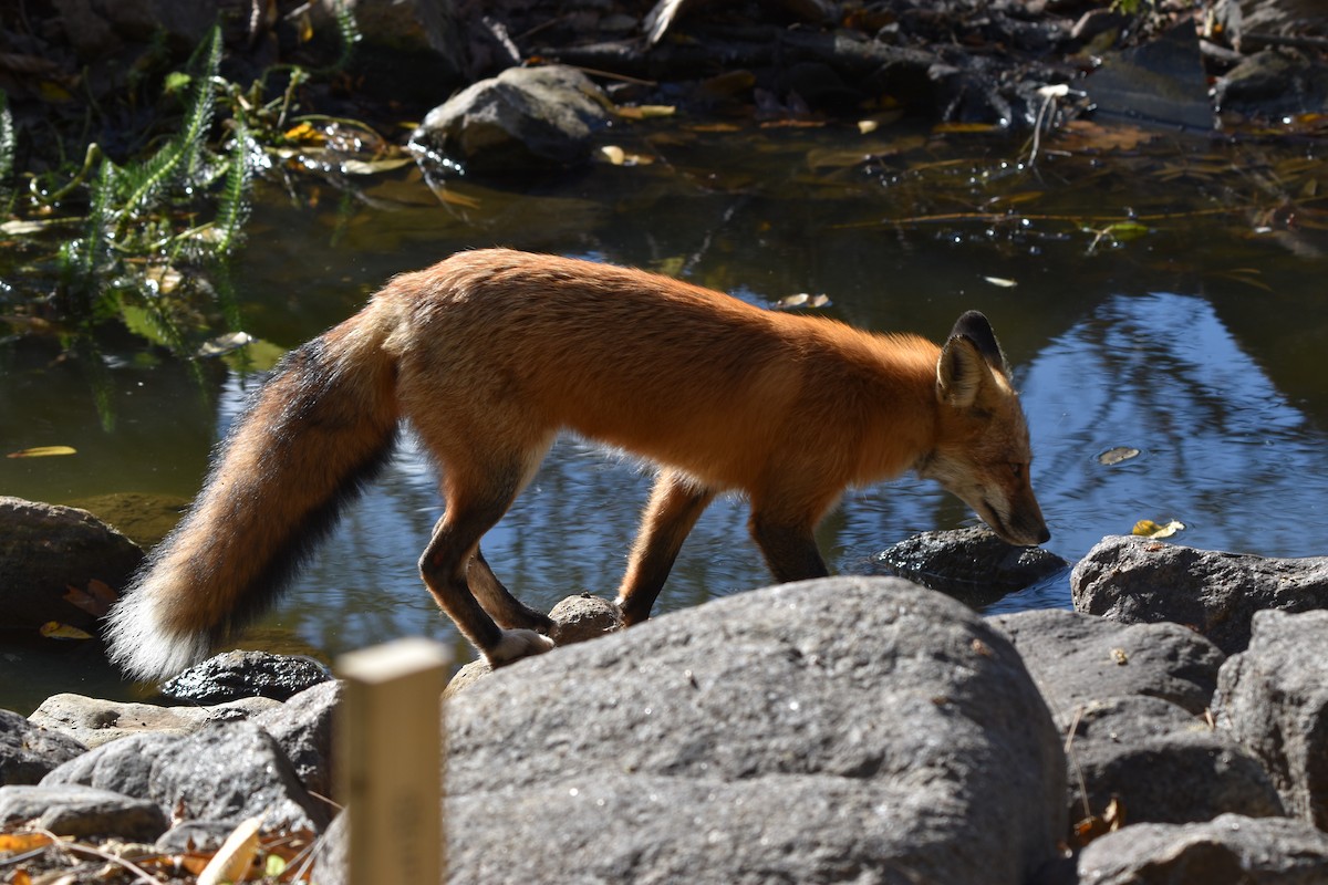 Red Fox - ML644228968