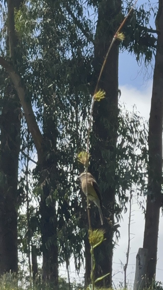 paramotyrann - ML644228969