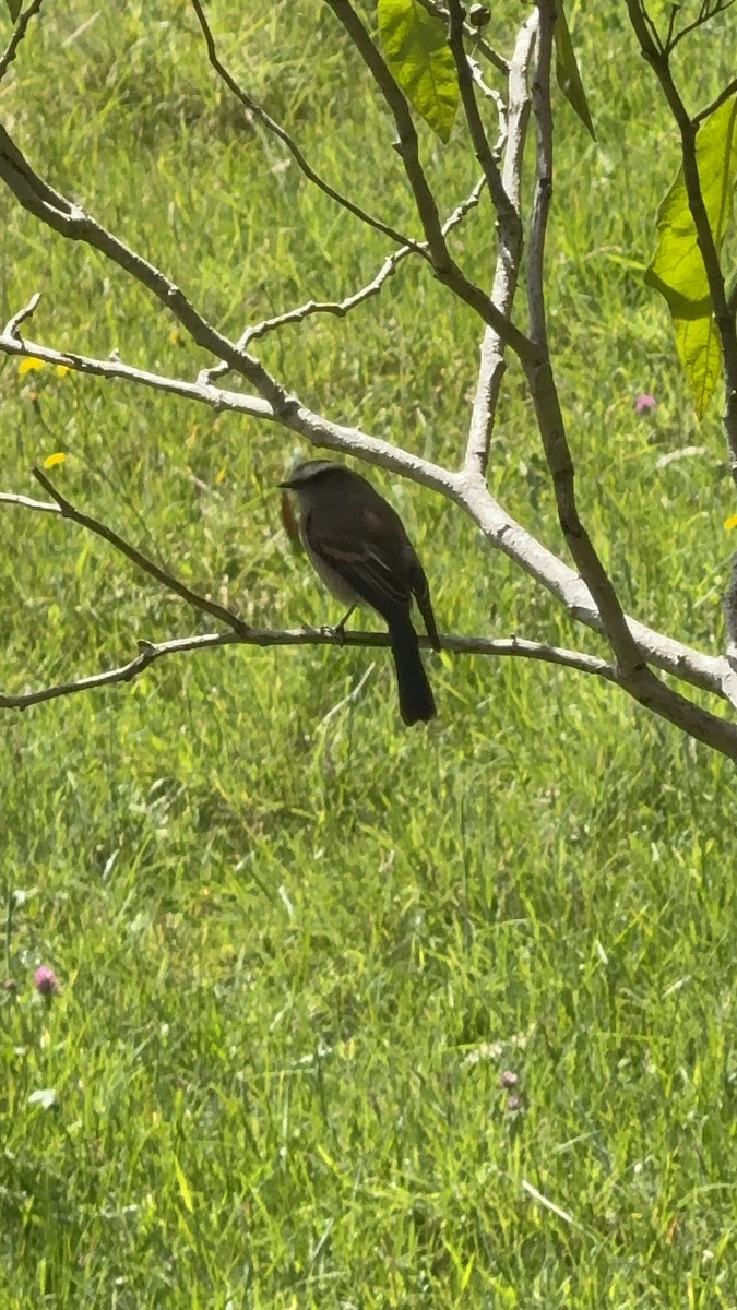 paramotyrann - ML644228970