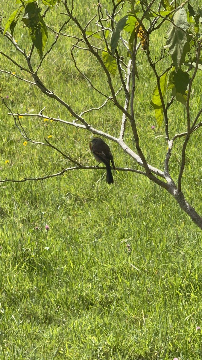 paramotyrann - ML644228971
