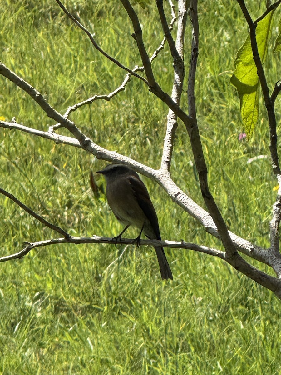 paramotyrann - ML644228972