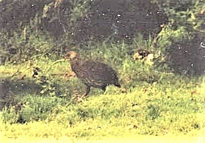 Hildebrandt's Spurfowl - ML644228980