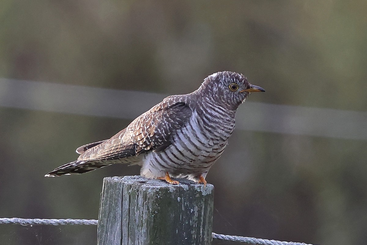 Common Cuckoo - ML644228982