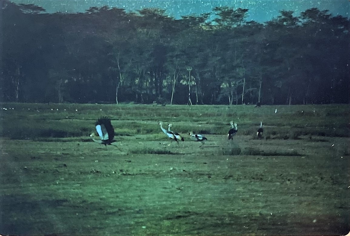 Gray Crowned-Crane - ML644228999