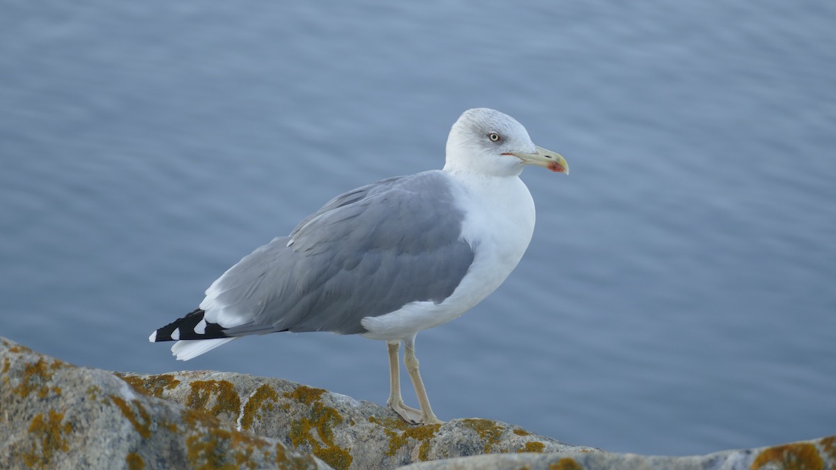 Yellow-legged Gull - ML644229001