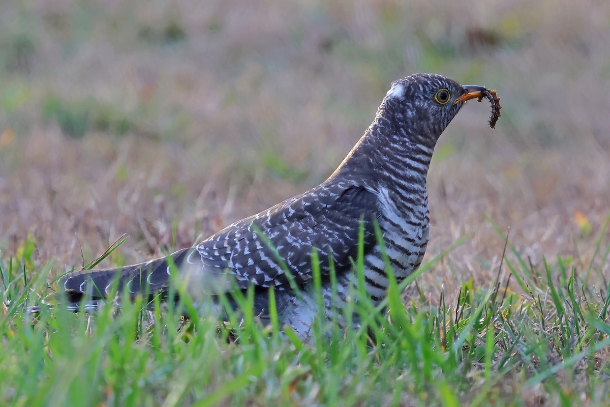 Common Cuckoo - ML644229004