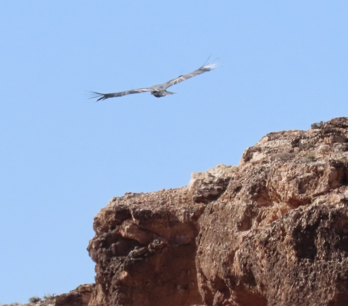 California Condor - ML644229005