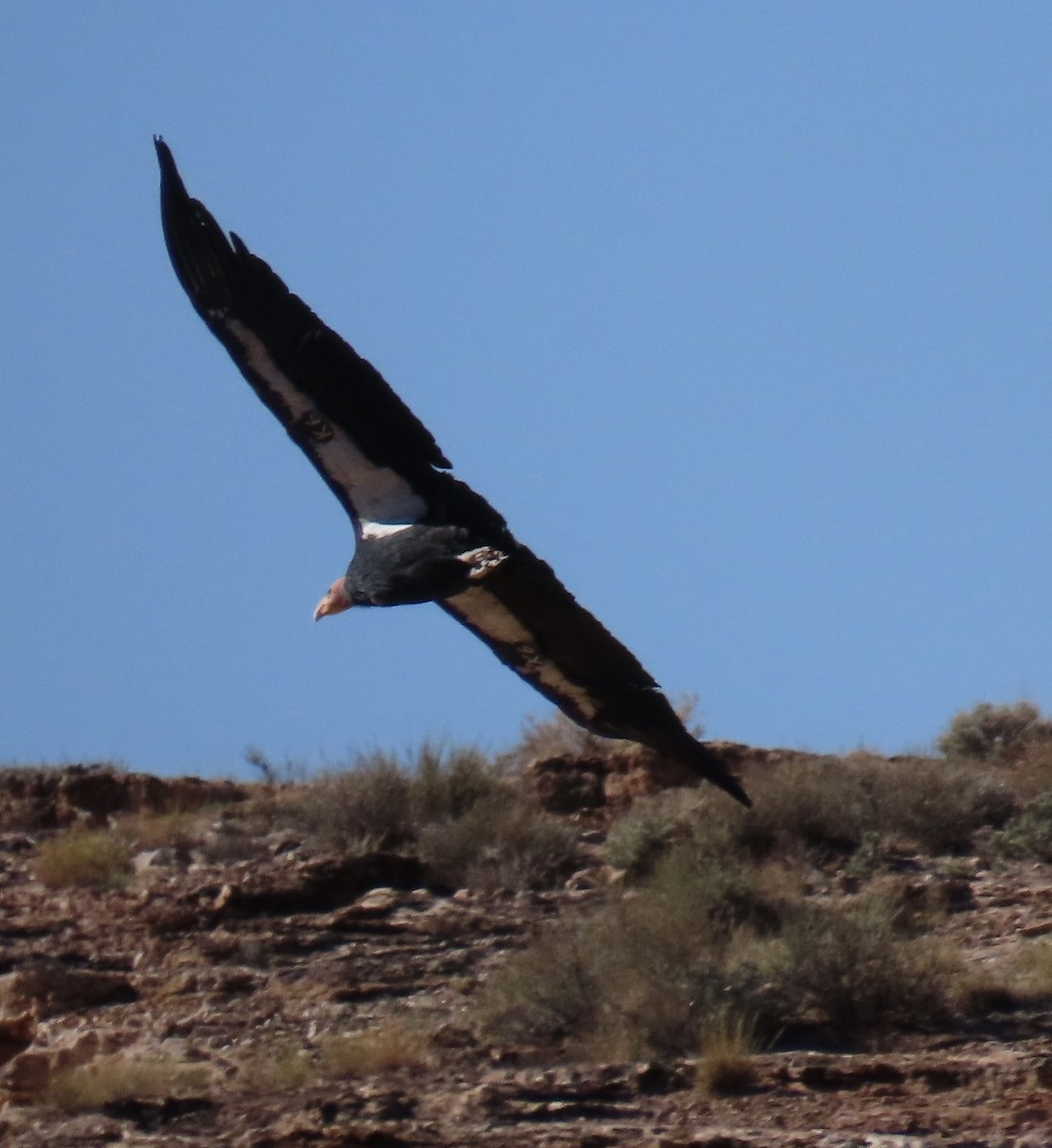 California Condor - ML644229006