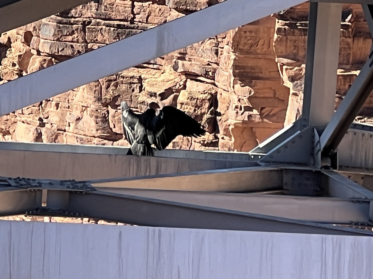 California Condor - ML644229007