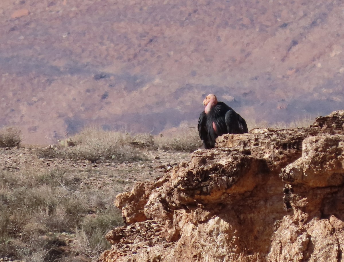 California Condor - ML644229008