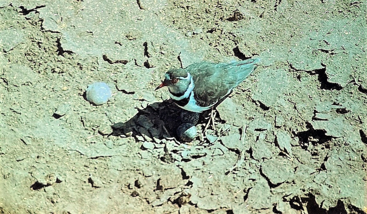 Three-banded Plover - ML644229010