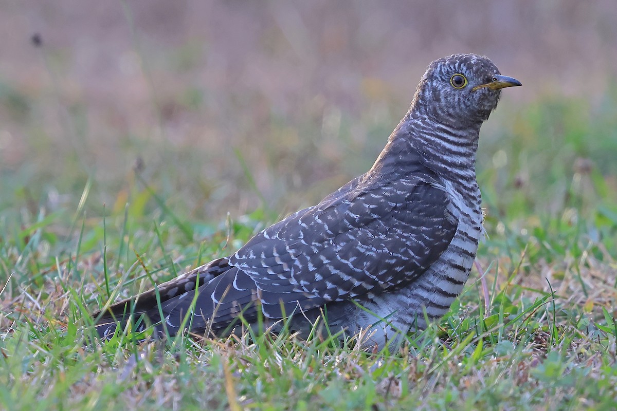 Common Cuckoo - ML644229019
