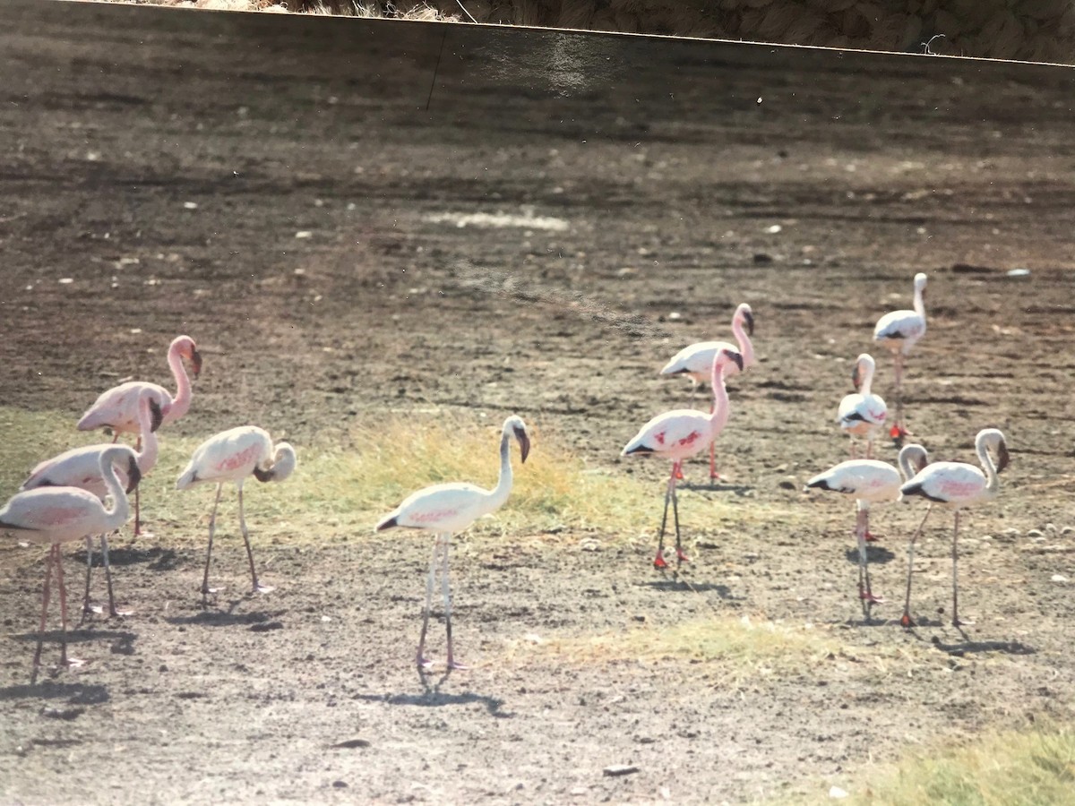 Lesser Flamingo - ML644229023