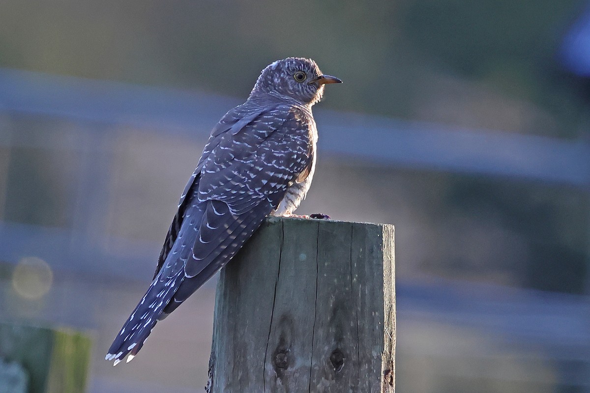 Common Cuckoo - ML644229025