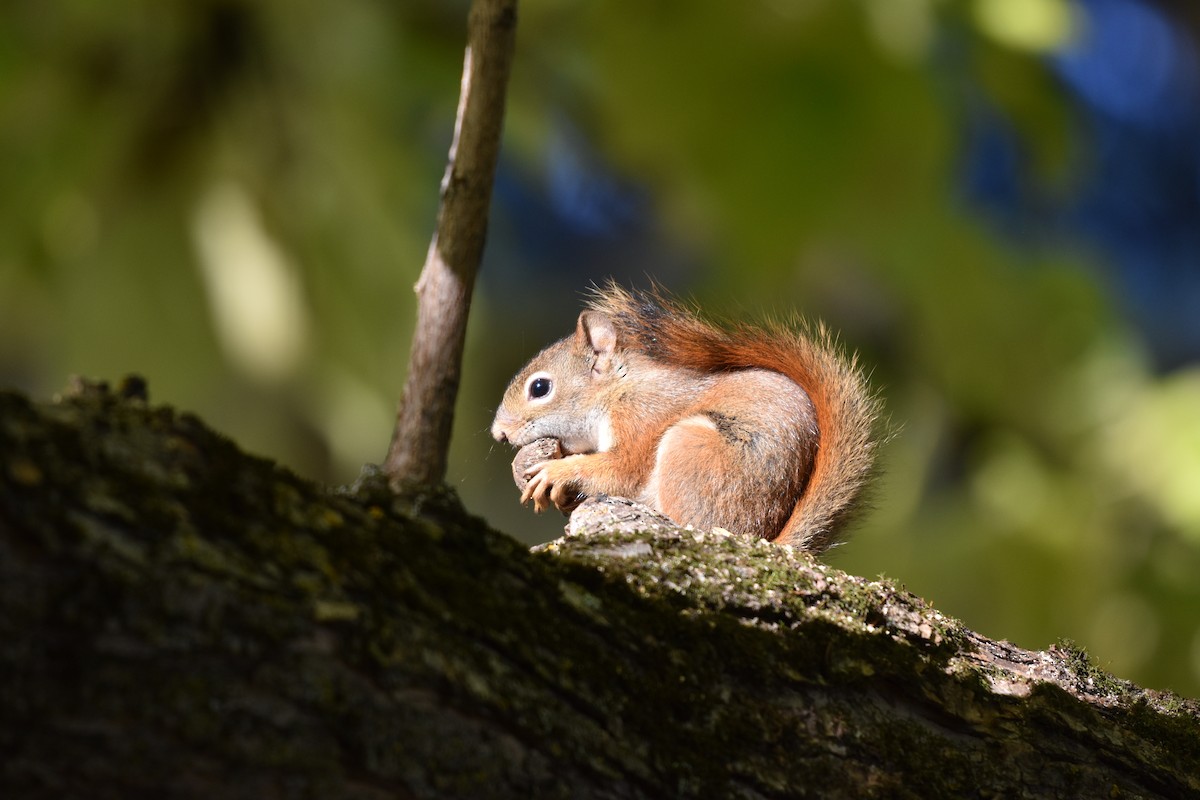 American Red Squirrel - ML644229026
