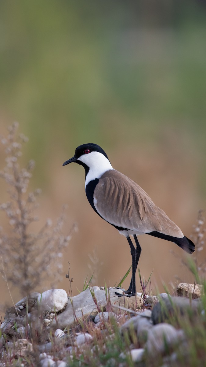 Vanneau à éperons - ML644229028