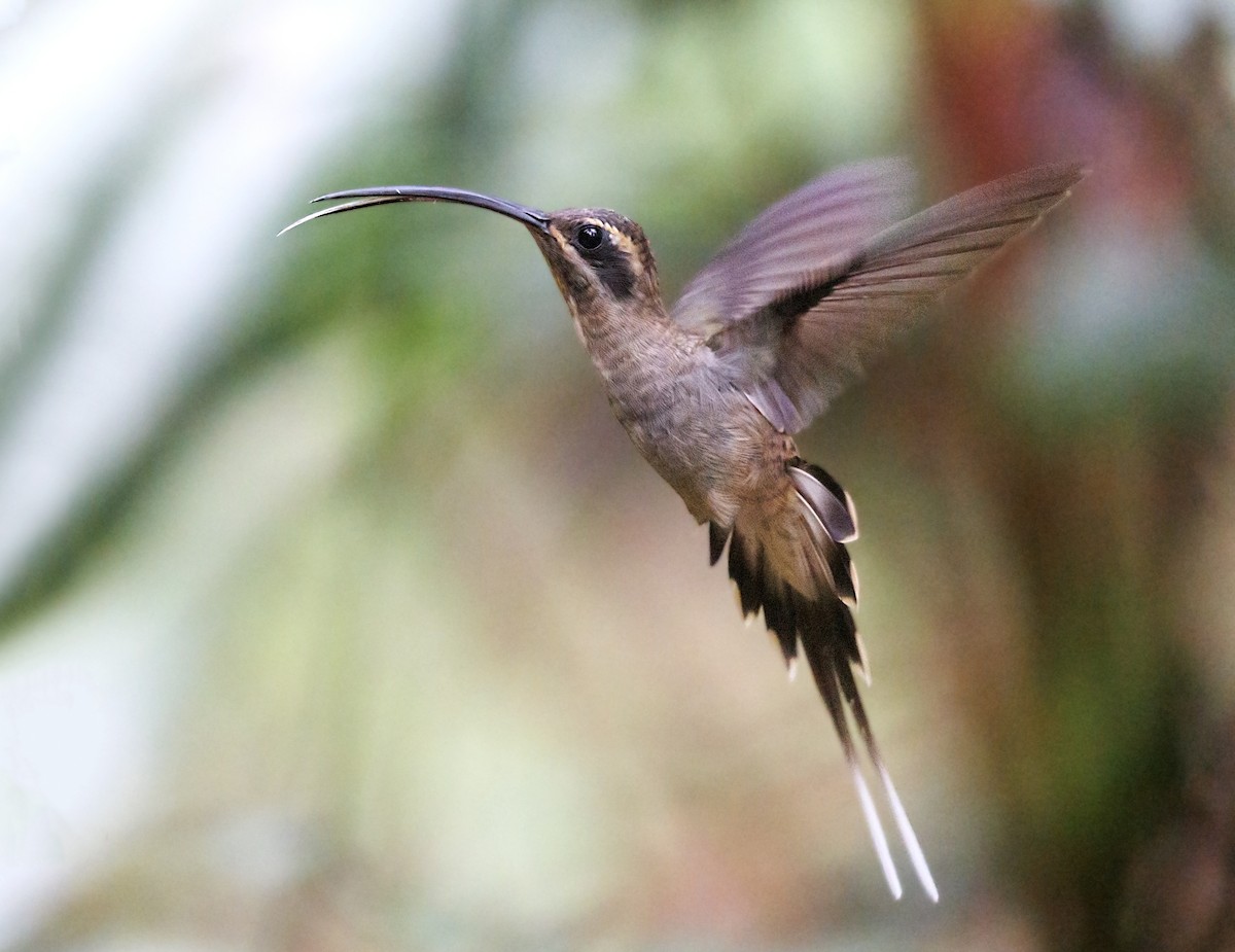 Long-billed Hermit - ML644229034