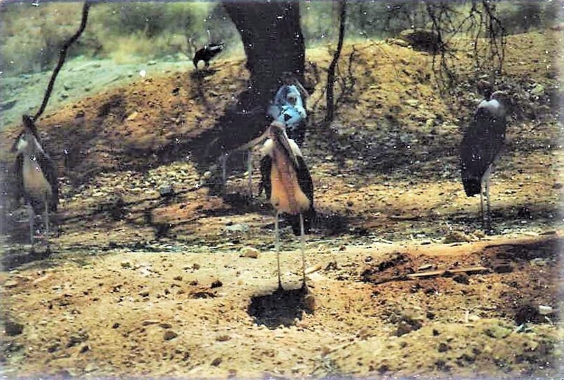 Marabou Stork - ML644229035