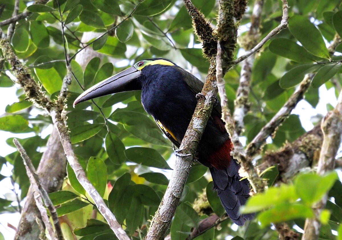 Toucanet à oreilles d'or - ML644229043