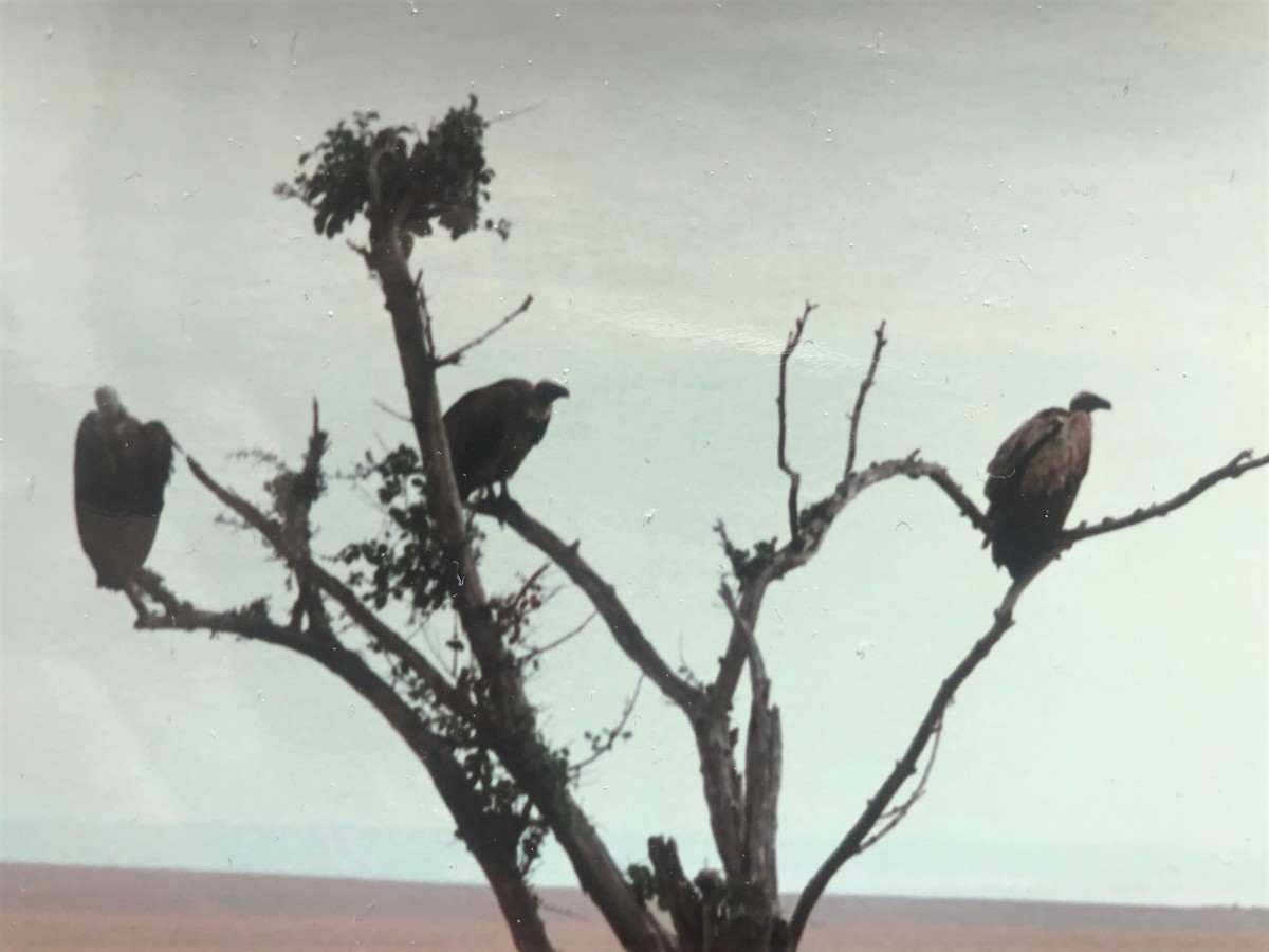 White-backed Vulture - ML644229047