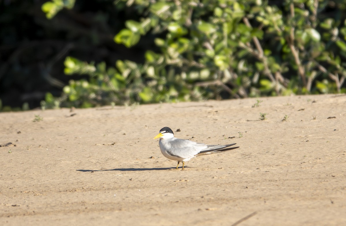 Yellow-billed Tern - ML644229056