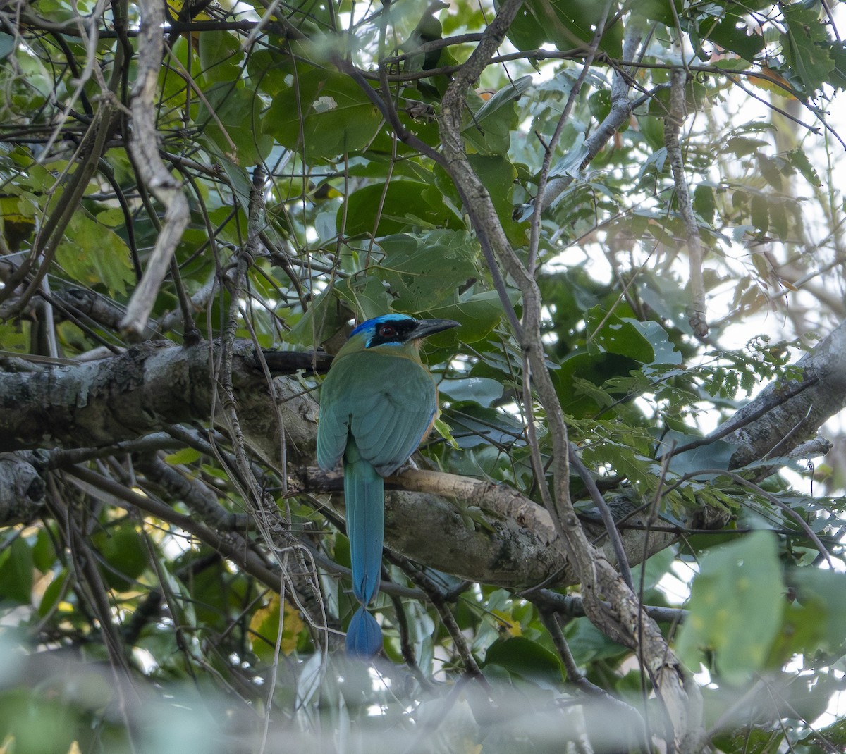 Amazonian Motmot - ML644229074