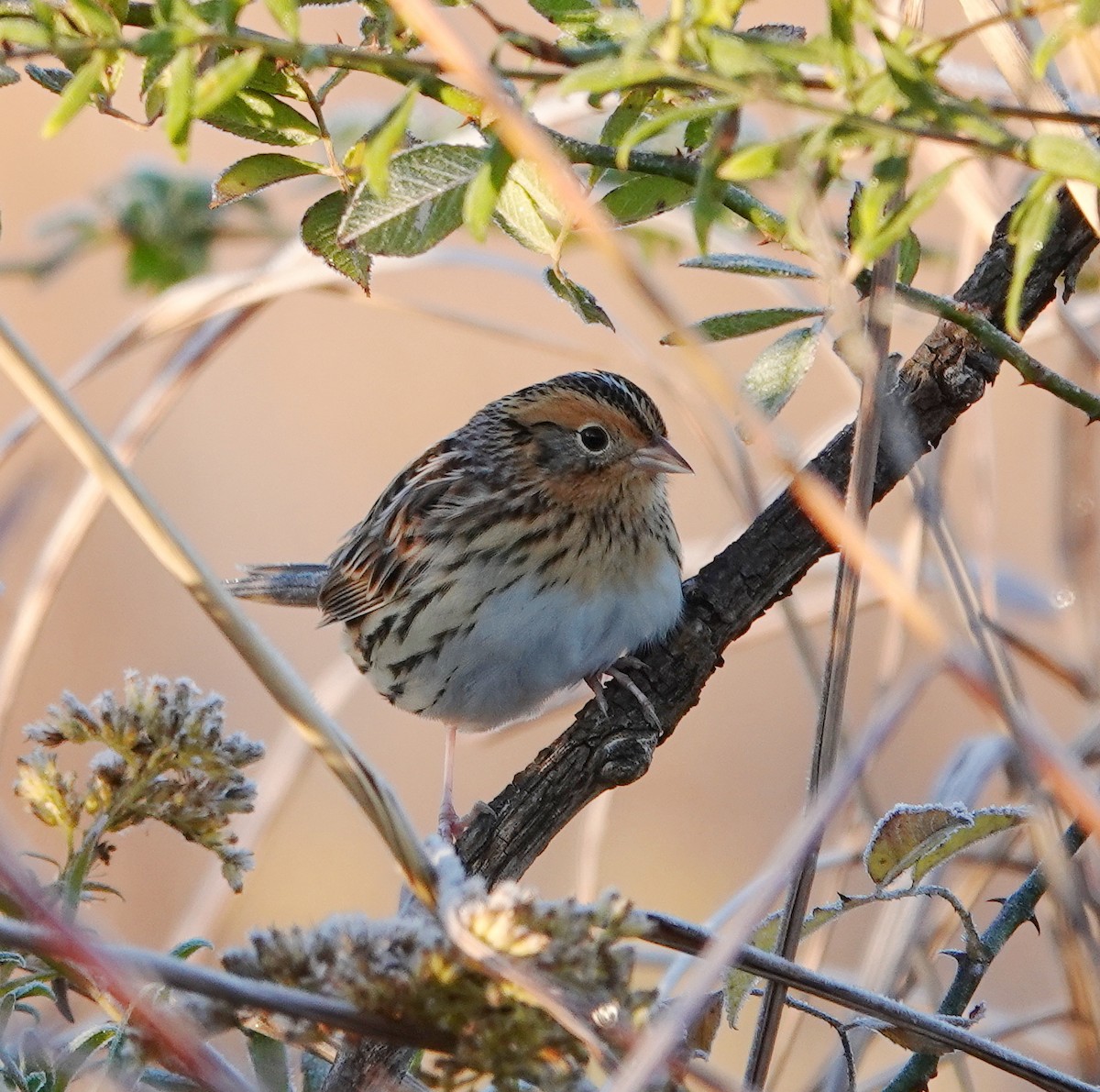 LeConte's Sparrow - ML644229081
