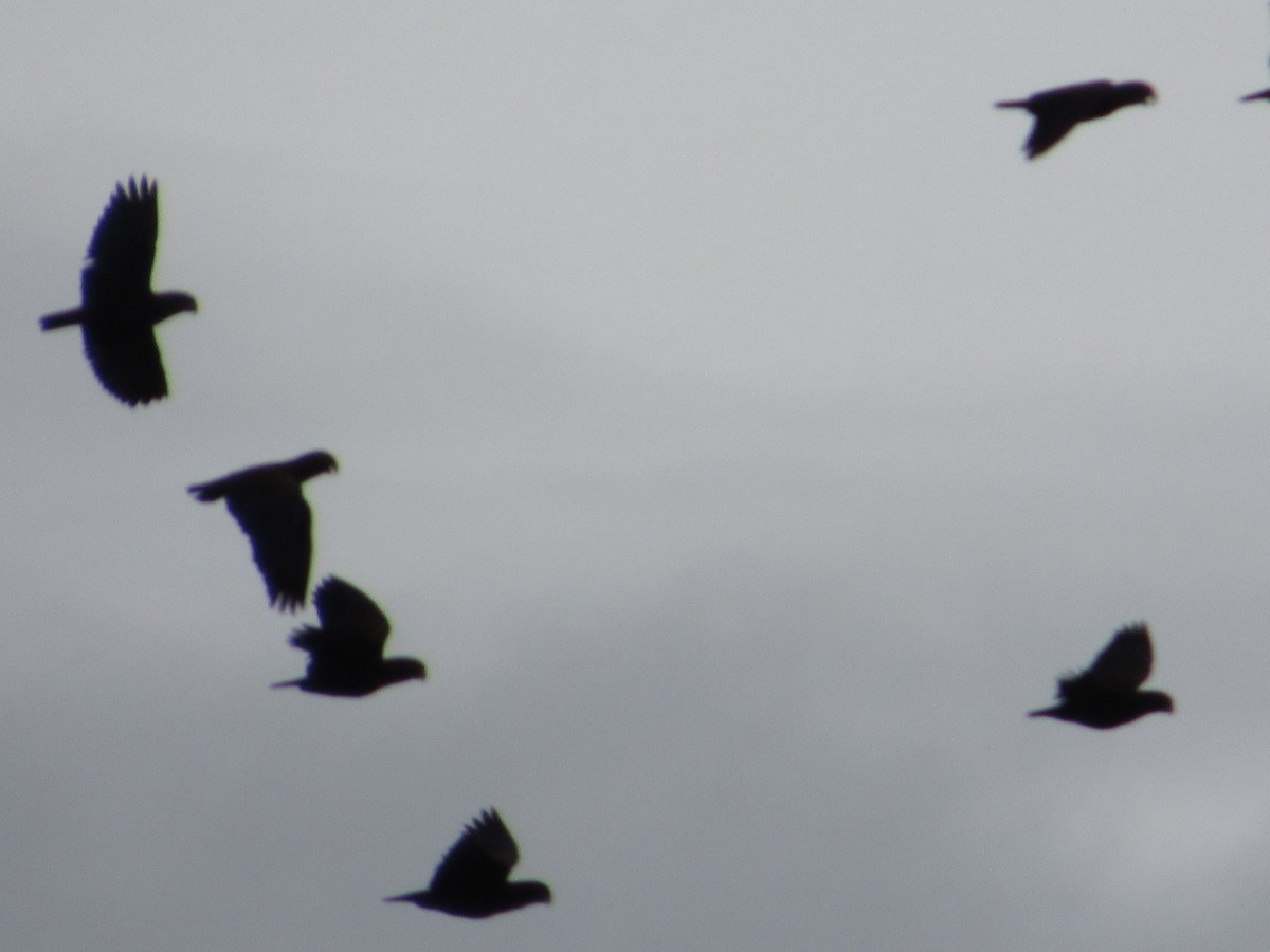 Bronze-winged Parrot - ML644229097