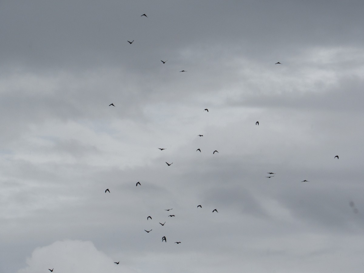 Bronze-winged Parrot - ML644229113