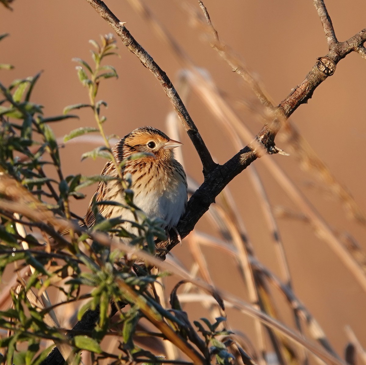 LeConte's Sparrow - ML644229121