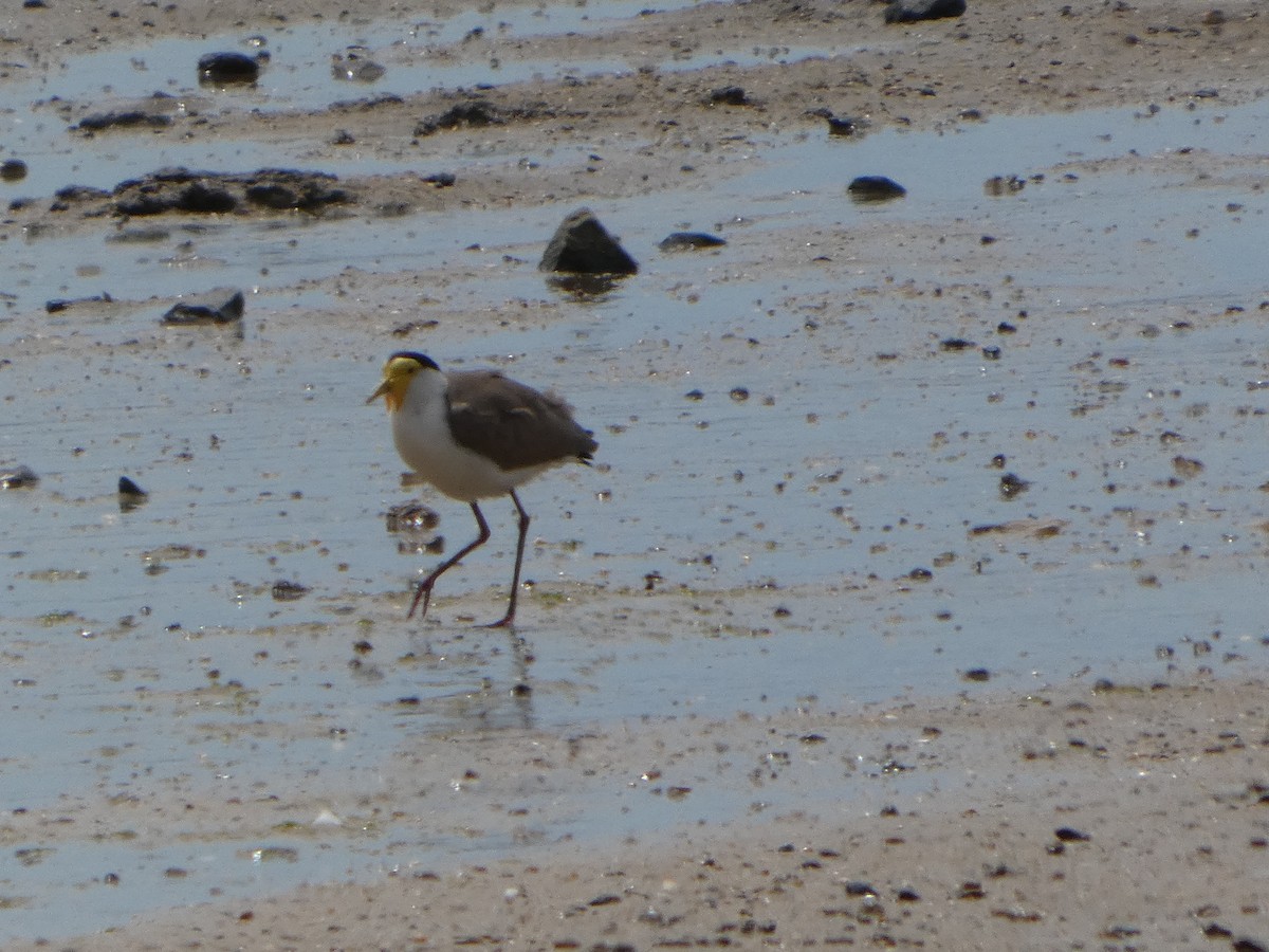 Masked Lapwing (Masked) - ML644229125