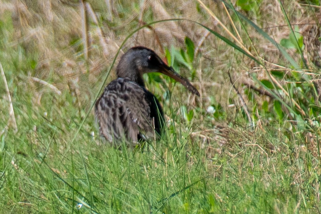 Clapper Rail (Atlantic Coast) - ML644229131