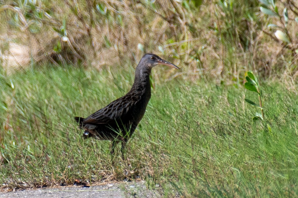 Clapper Rail (Atlantic Coast) - ML644229132