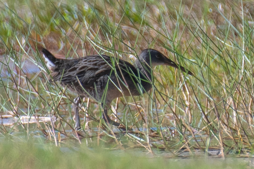 Clapper Rail (Atlantic Coast) - ML644229133