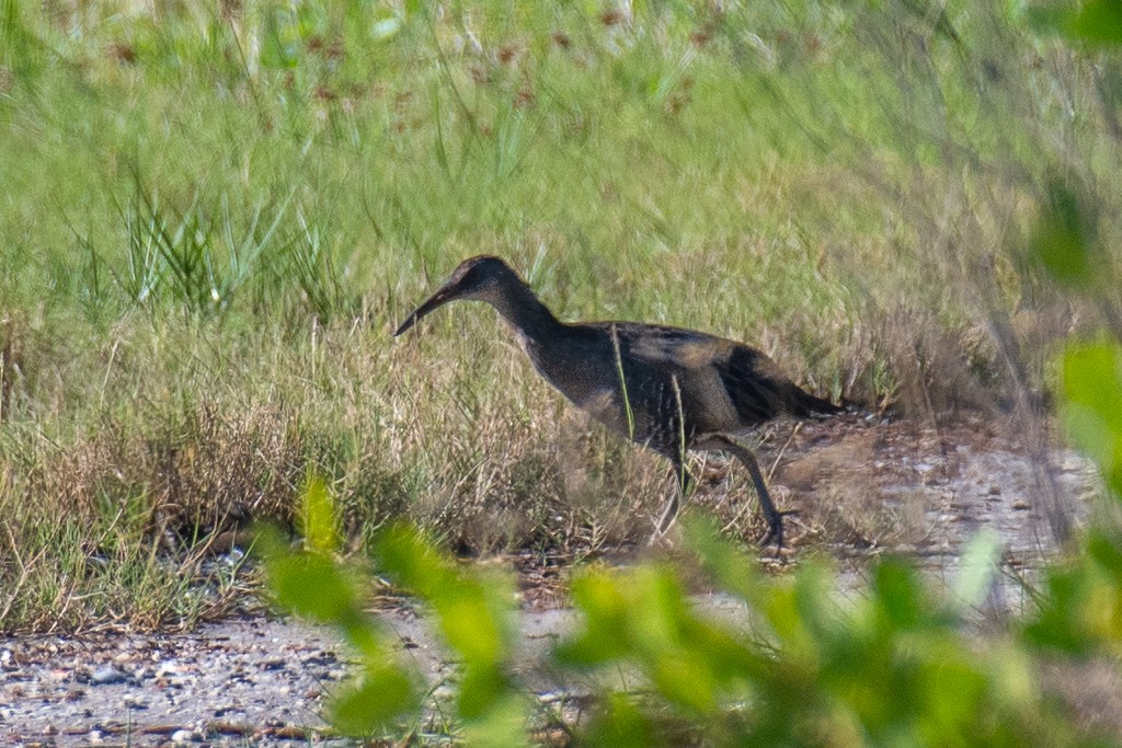 Clapper Rail (Atlantic Coast) - ML644229134