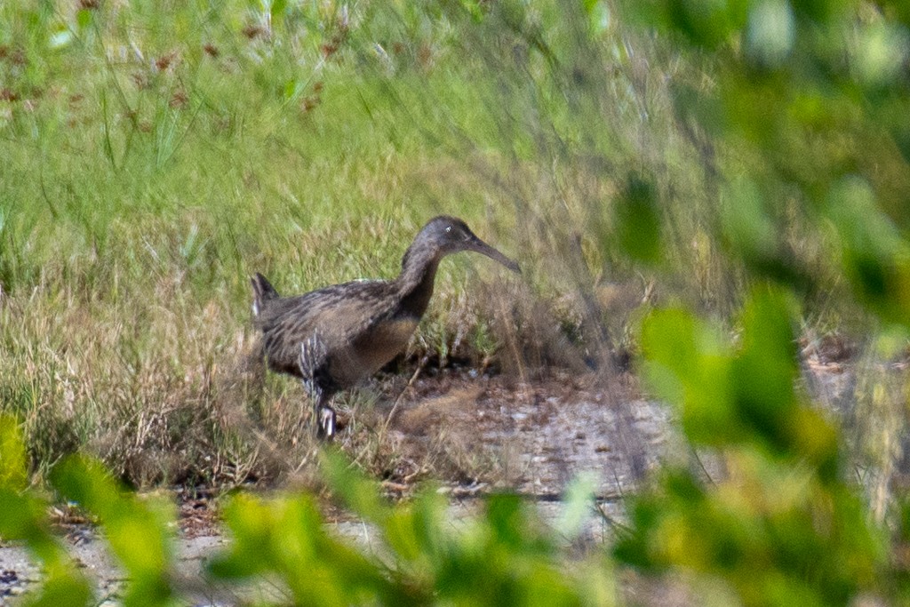 Clapper Rail (Atlantic Coast) - ML644229135