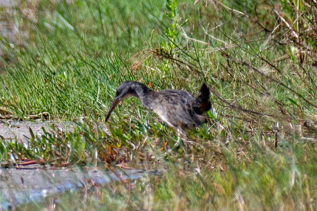 Clapper Rail (Atlantic Coast) - ML644229136