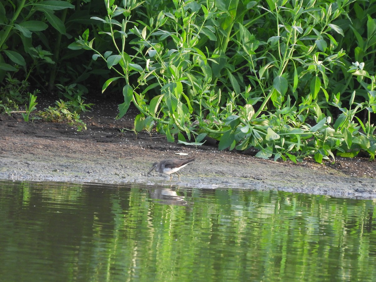 Solitary Sandpiper - ML644229146