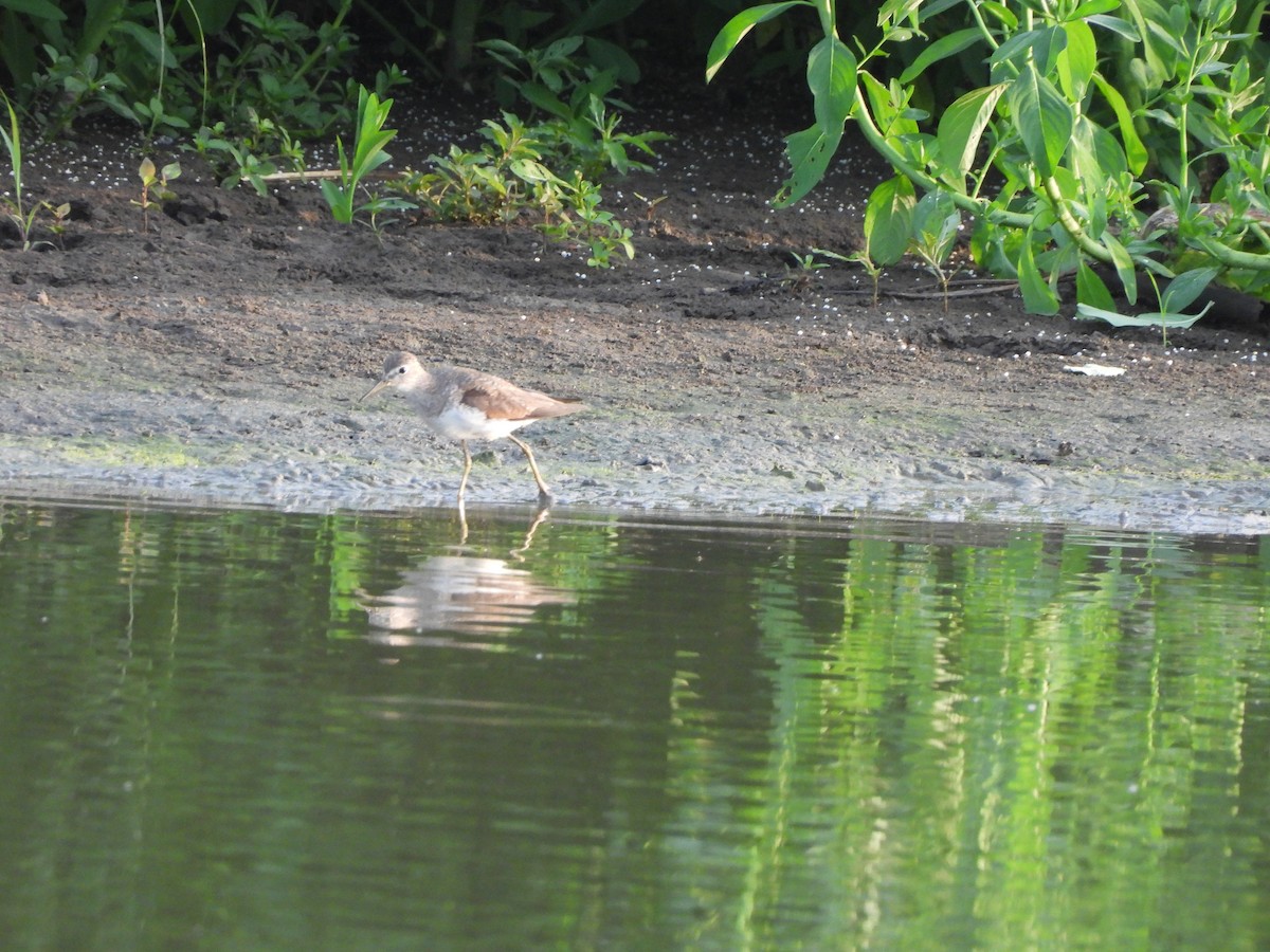 Solitary Sandpiper - ML644229147