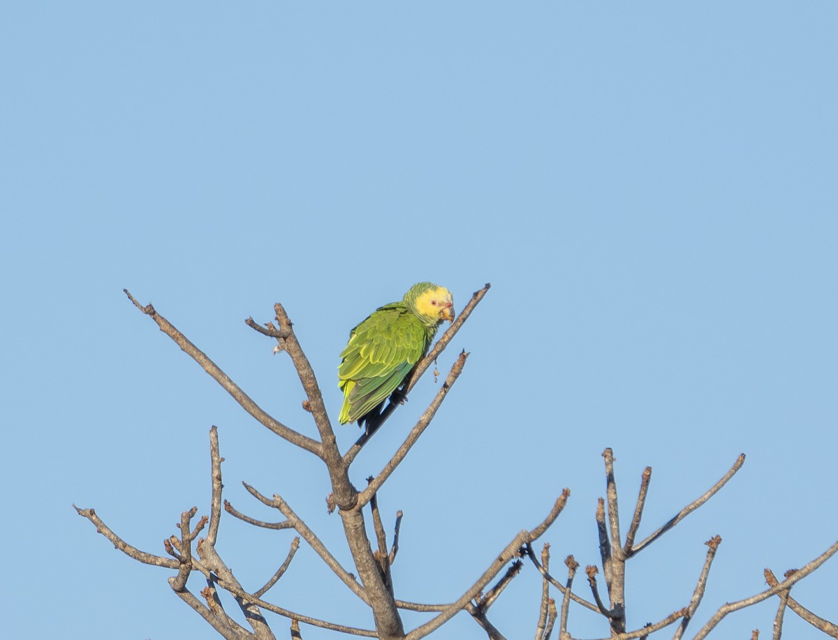 solpapegøye - ML644229157