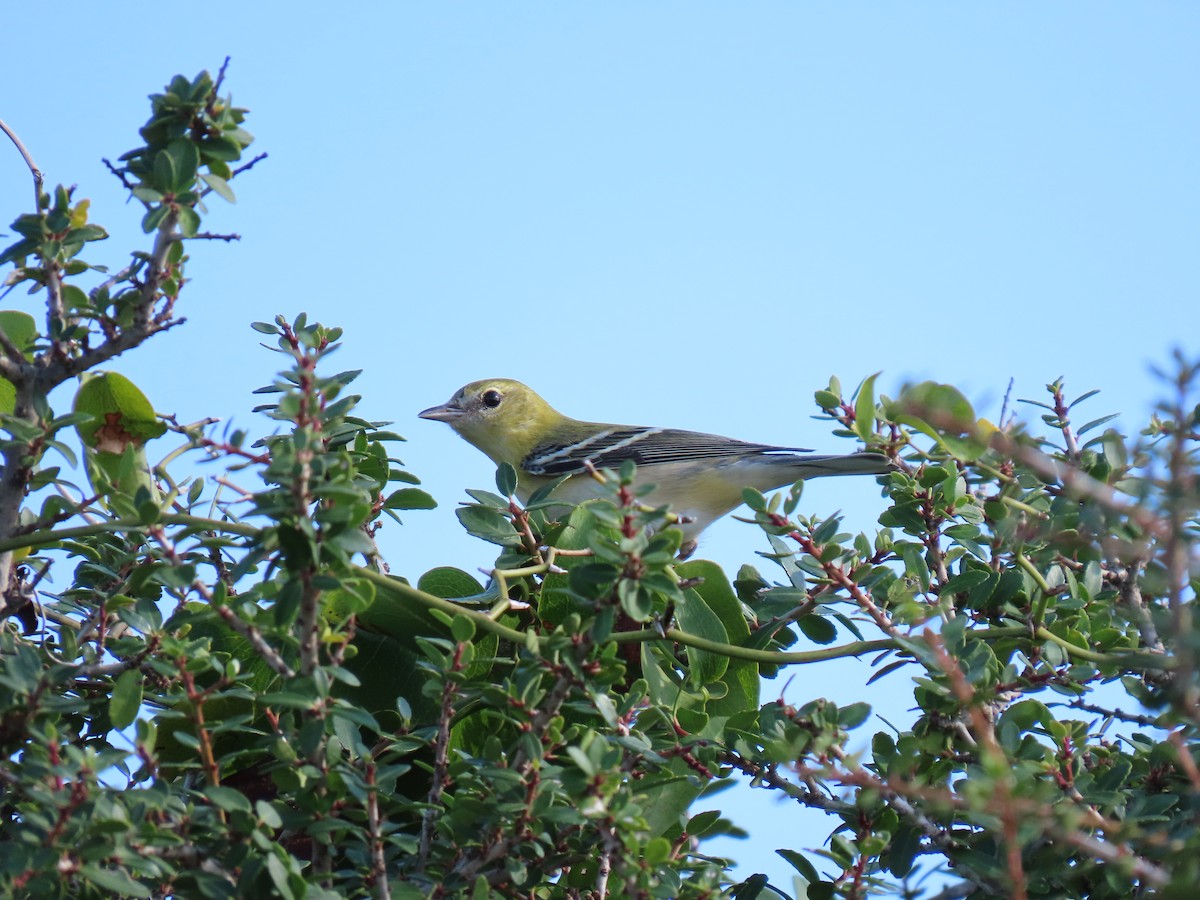 Bay-breasted Warbler - ML644229167