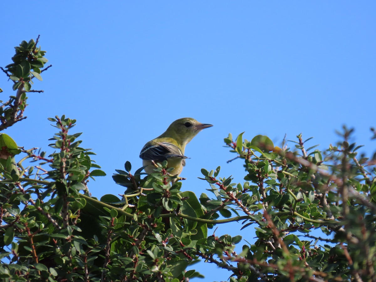 Bay-breasted Warbler - ML644229168