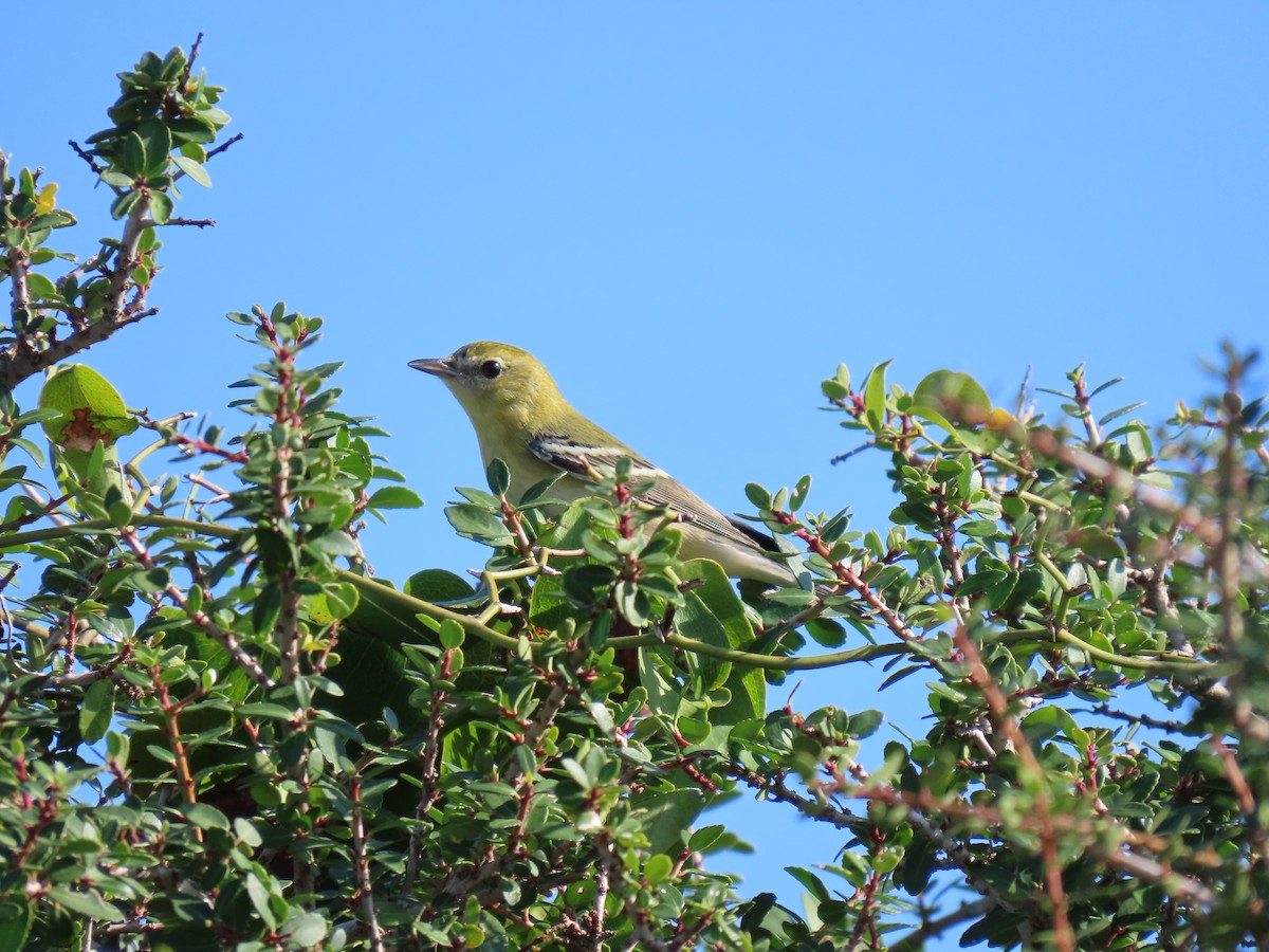 Bay-breasted Warbler - ML644229169