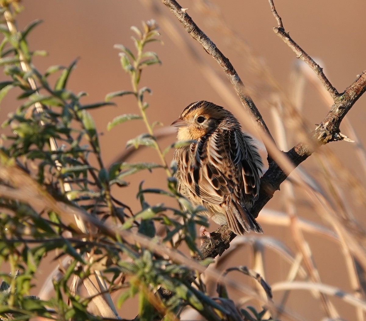 LeConte's Sparrow - ML644229174