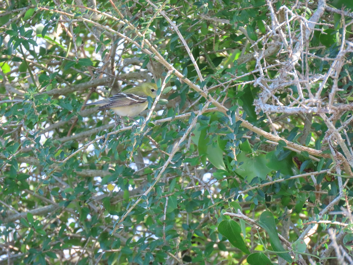 Bay-breasted Warbler - ML644229206