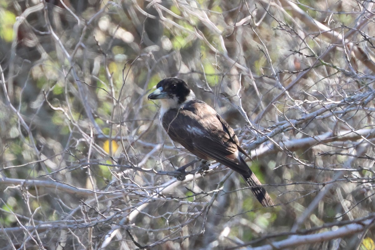 Verdugo Acollarado - ML644229211