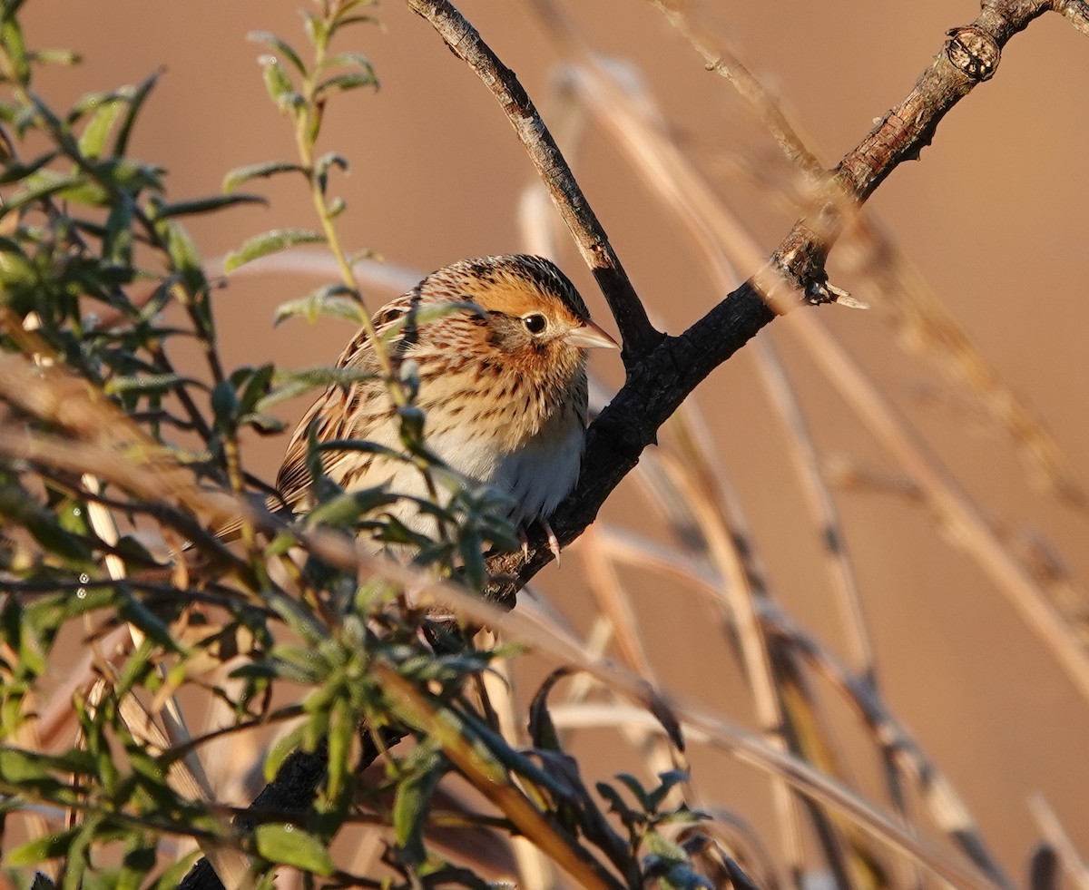 LeConte's Sparrow - ML644229221